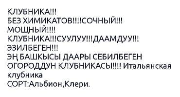 рассаду клубники купить: Рассада клубники (садовой земляники) в кассетах -Альбион сорт 1штук — 8