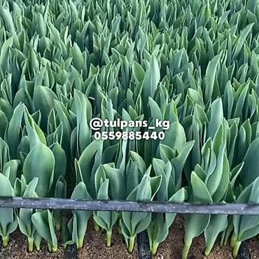 столы в рассрочку: СВЕЖИЕ тюльпаны к 8 Марта 🌷 Голландские луковицы 🇳🇱 | 40–50 см Опт и — 9