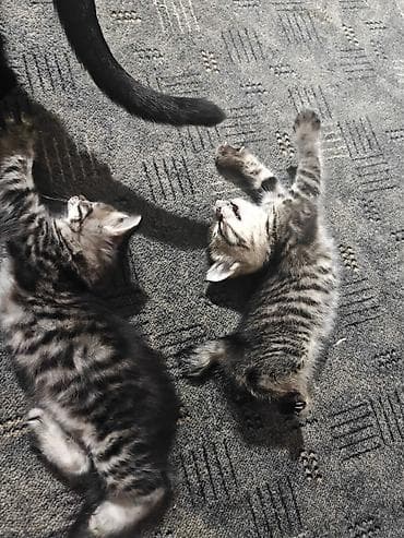 сиамскую кошку: Котята месячные. 1 мальчик и 2 девочки с короткими хвостами. игрывые и — 8