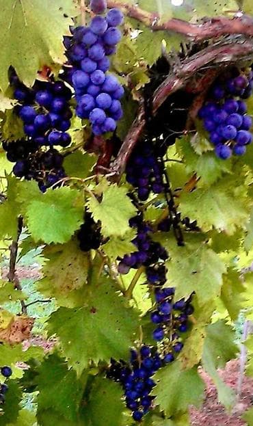 сколько стоит корейский виноград: Саженцы винограда (Чёрный крупный ) в Пригородном.(Красный поздний) — 6