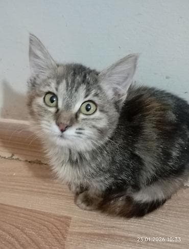 Продажа кошек: Кошка даром: Беспородная, 4 месяца, Мальчик, Приучена к лотку, Проглистована — 2
