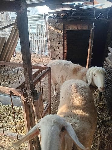 коты сфинкс: Продаю | Овца (самка) | Романовская | Для разведения | Ярка — 3