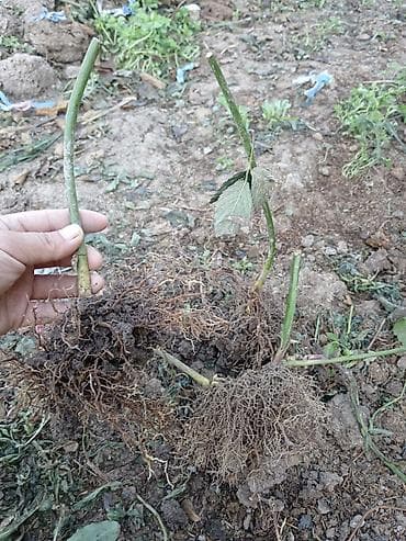 кленка для клубника: Саженцы ежевики с открытой корневой системой. - Мощная разветвленная — 4