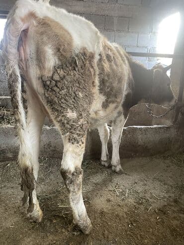 голуби птицы животный: Продаю | Тёлка | Алатауская | Для разведения, Для молока | Стельные, Нетель — 2