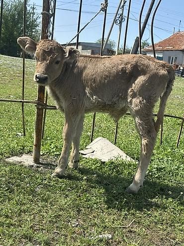 для ветеринарии: Продаю | Музоо, торпок | На откорм | Привязанные — 1