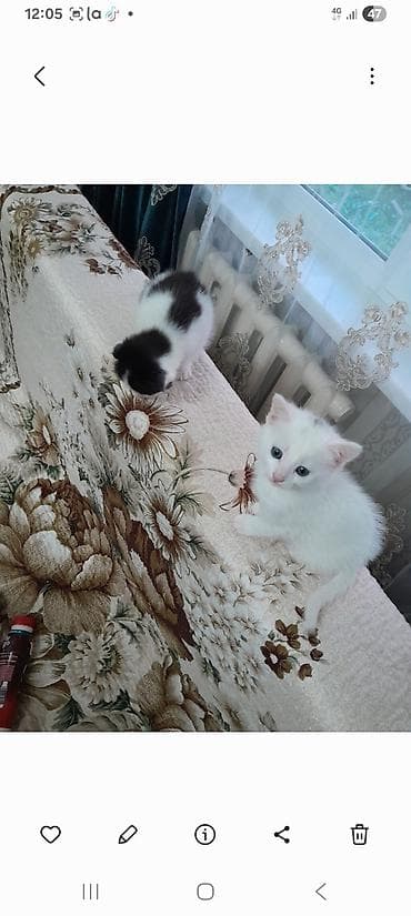 Котята - Два котёнка: один полностью белый с голубыми глазами, второй