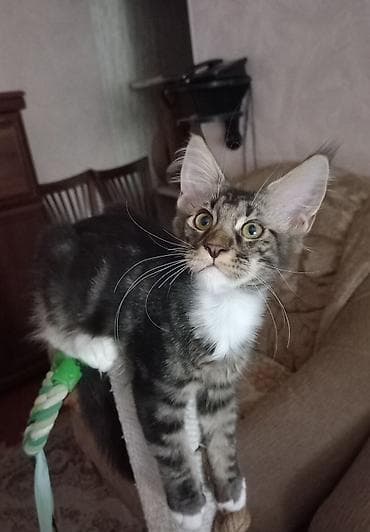 жд: Крупный котёнок породы мейн- кун готов стать Вашим.☝️😍 Прививки будут — 5