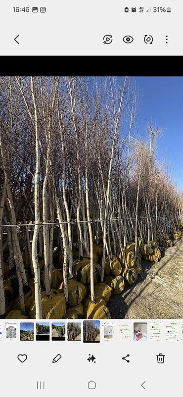 для двора: Саженцы — 1