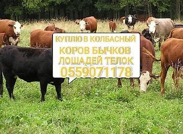 Жеке жак, Колбаса цехи : Уйлар, букалар, Жылкылар, аттар, | Күнү-түнү, Бардык шартта, Союлган lalafo.kg да Жеке жак, Колбаса цехи : Уйлар, букалар, Жылкылар, аттар, | Күнү-түнү, Бардык шартта, Союлган