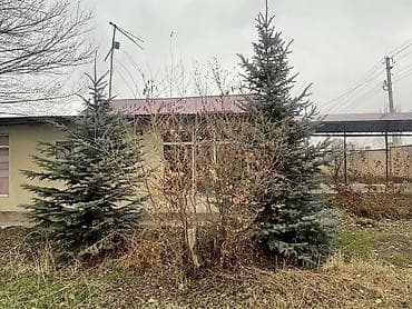 Ель голубая (Picea pungens ‘Glauca’) для озеленения участка. -