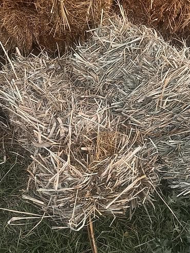 фермер: Есть 900 шт, разнотравие. Кара Балта село алтын. Договорная. Срочная — 2