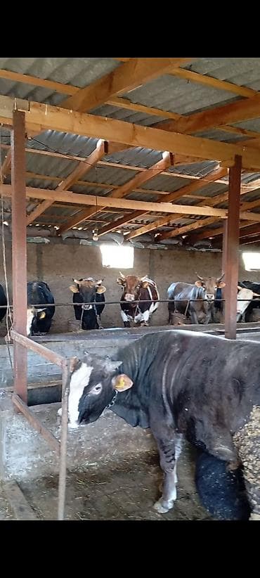 пивная дробина: Продаю | Бык (самец) | Полукровка | На откорм | Племенные — 4