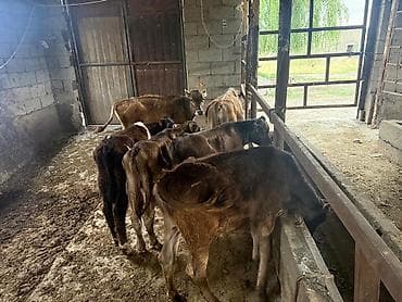 коровы высокоудойные: Продаю | Бык (самец) | На откорм — 3