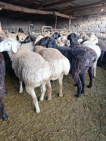 Продаю | Баран (самец) | Гиссарская | На забой