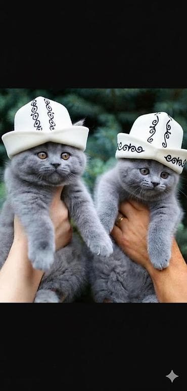 лысая кошка: Британская короткошёрстная, 2 месяца, Мальчик — 1