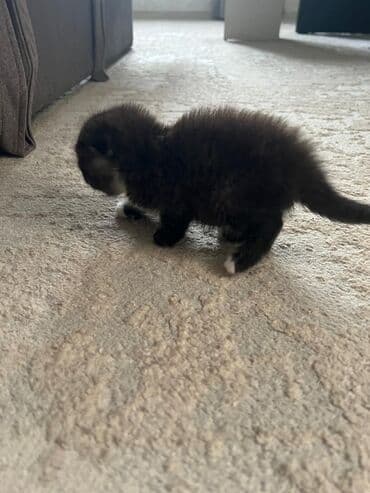 продается котенок: Котёнок, пушистый черно‑дымчатый с белыми “носочками” и грудкой — 8