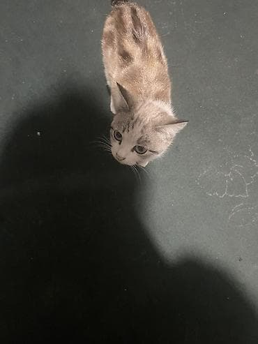 кошка шотландская цена: Кошка даром: Беспородная, Девочка, Приучена к лотку — 1