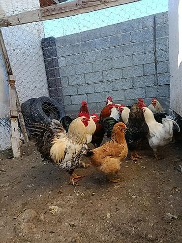 курица на забой: Продаю | Куры, Петух | Домашняя | На забой, Для разведения, Несушки — 10