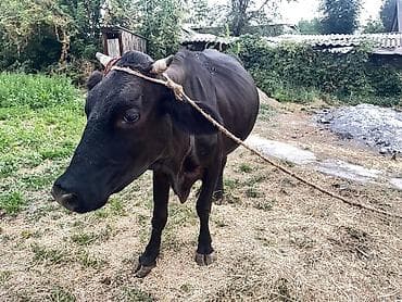 продам гусей: Продаю | Корова (самка) | Алатауская | Для молока — 4