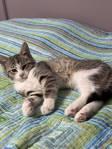 продаю котенка: Отдам бесплатно котёнока серо-белого окраса с тигровым рисунком — 1