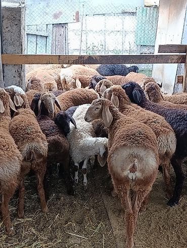С/х животные и товары: Продаю | Овца (самка), Ягненок — 2