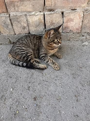 лоток для кота: Полосатая кошечка Мила 1 год Стерилизована, котят не принесет НУЖЕН — 2