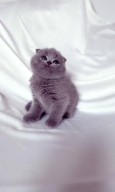 Продажа кошек: Продается котенок шотландский вислаухий С документами, 1,5 месяц К — 3