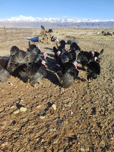 бабочки живые: Адрес :Кочкор — 1