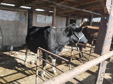 кролик декоративный: Продаю | Корова (самка) | Голштин | Для разведения — 4