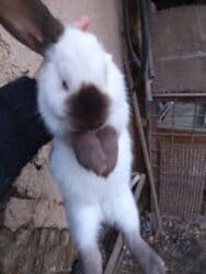 Продаю | Кролик самец at lalafo.kg Продаю | Кролик самец