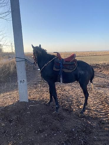 мопс цена бишкек: Продаю | Жеребец | Полукровка | Рабочий | Мерин — 4