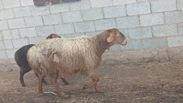 захоронение животных: Продаю | Овца (самка) | Для разведения | Матка — 1