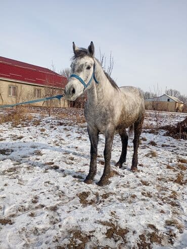охотничий дратхар: Продаю | Конь (самец) | Конный спорт — 1