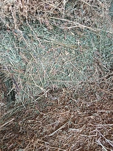 дом кролика: Сено/люцерна в тюках. - Прессованные прямоугольные тюки, плотные — 8