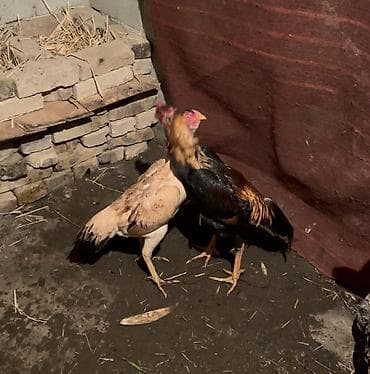 Коровы, быки: Продаю | Петух | Бойцовая | Для разведения — 7