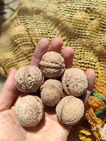 Грецкий орех в скорлупе - Натуральные орехи в мешках-сетках, отбор по at lalafo.kg Грецкий орех в скорлупе - Натуральные орехи в мешках-сетках, отбор по