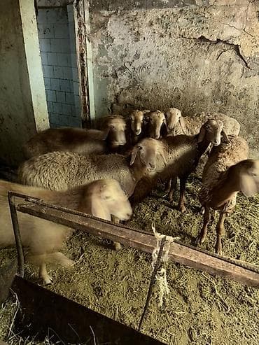 Продаю | Баран (самец) | Для разведения at lalafo.kg Продаю | Баран (самец) | Для разведения