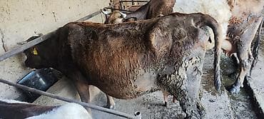 обезьяна живой: Уй сатылат — 1