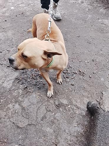 Услуги ветеринара: Порода: космато-мышечного типа, средней комплекции (тип стафф/пит) — 4