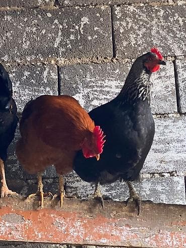 клетка для перепел: Продаю | Куры, Петух, Цыплята | Домашняя, Кучинская | На забой, Для разведения, Несушки — 1