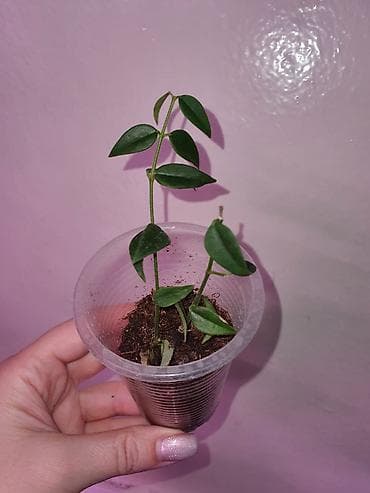 Комнатные растения: Хойи
Цены 200, 300, 400 сом — 5