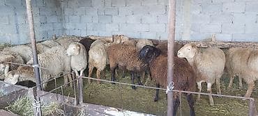 Собаки: Продаю | Баран (самец) | Полукровка | Для разведения — 2