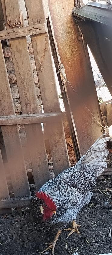 большой попугай: Петух порода,,борковская, бровистая"8 месяцев, черноперые — 3