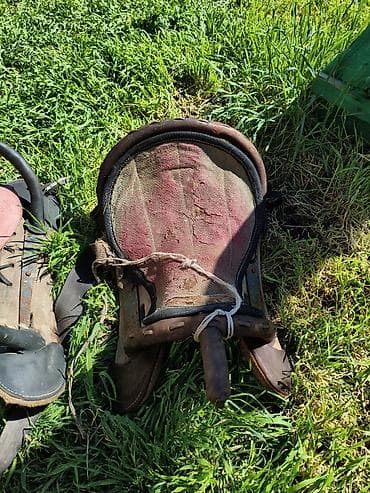 лекарство для животных: Продаю | Конь (самец) — 2