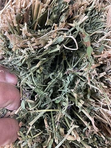 продаётся овес: Люцерна (кормовая трава) — скошенная и высушенная для заготовки — 9