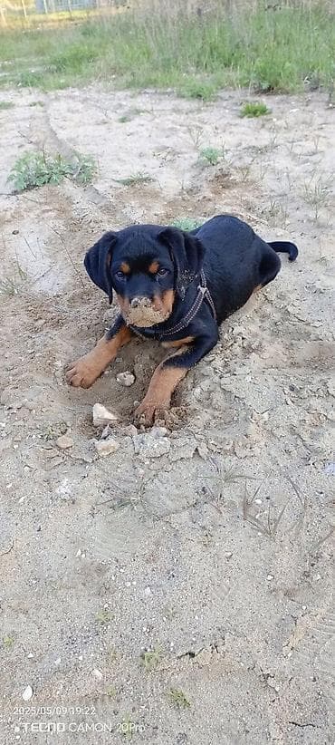 Аквариумы: Ротвейлер, 4 месяца, Самец, С прививкой — 4