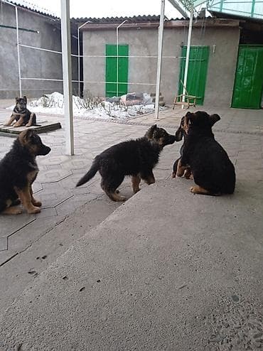 собака кане корсо: Продаются щенки немецкой овчарки звоните — 3