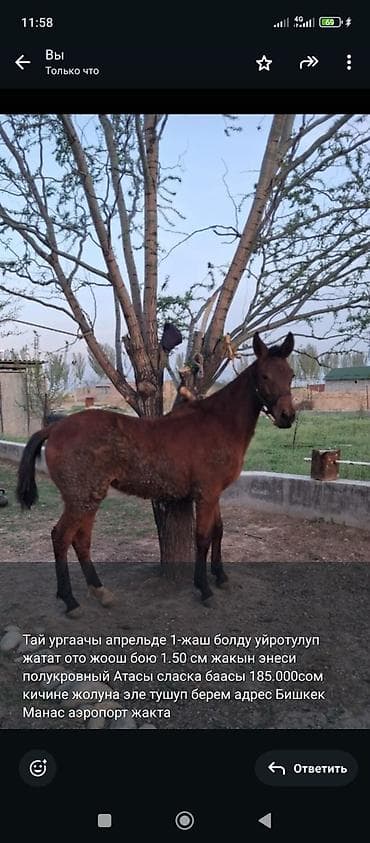 ящик для документов: Продаю | Кобыла (самка), Жеребенок | Полукровка | Конный спорт | Племенные — 1