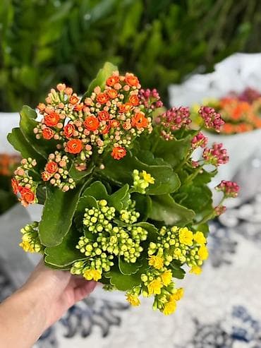 антуриум цветы: Комнатные растения — каланхоэ и антуриум - Каланхоэ (Kalanchoe — 4