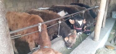 продаю связи с переездом: Продаю | Бык (самец) — 9